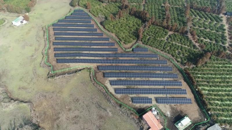 Jeju Citrus Solar No. 163 썸네일