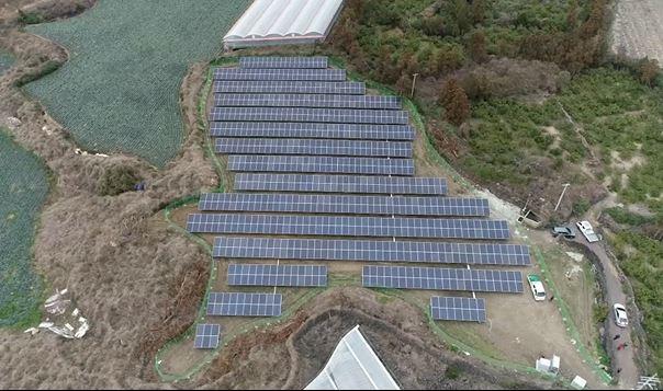 Jeju Citrus Solar No. 166 썸네일